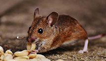 24 Hour & Emergency Exterminators in Pleasant Gap, NC